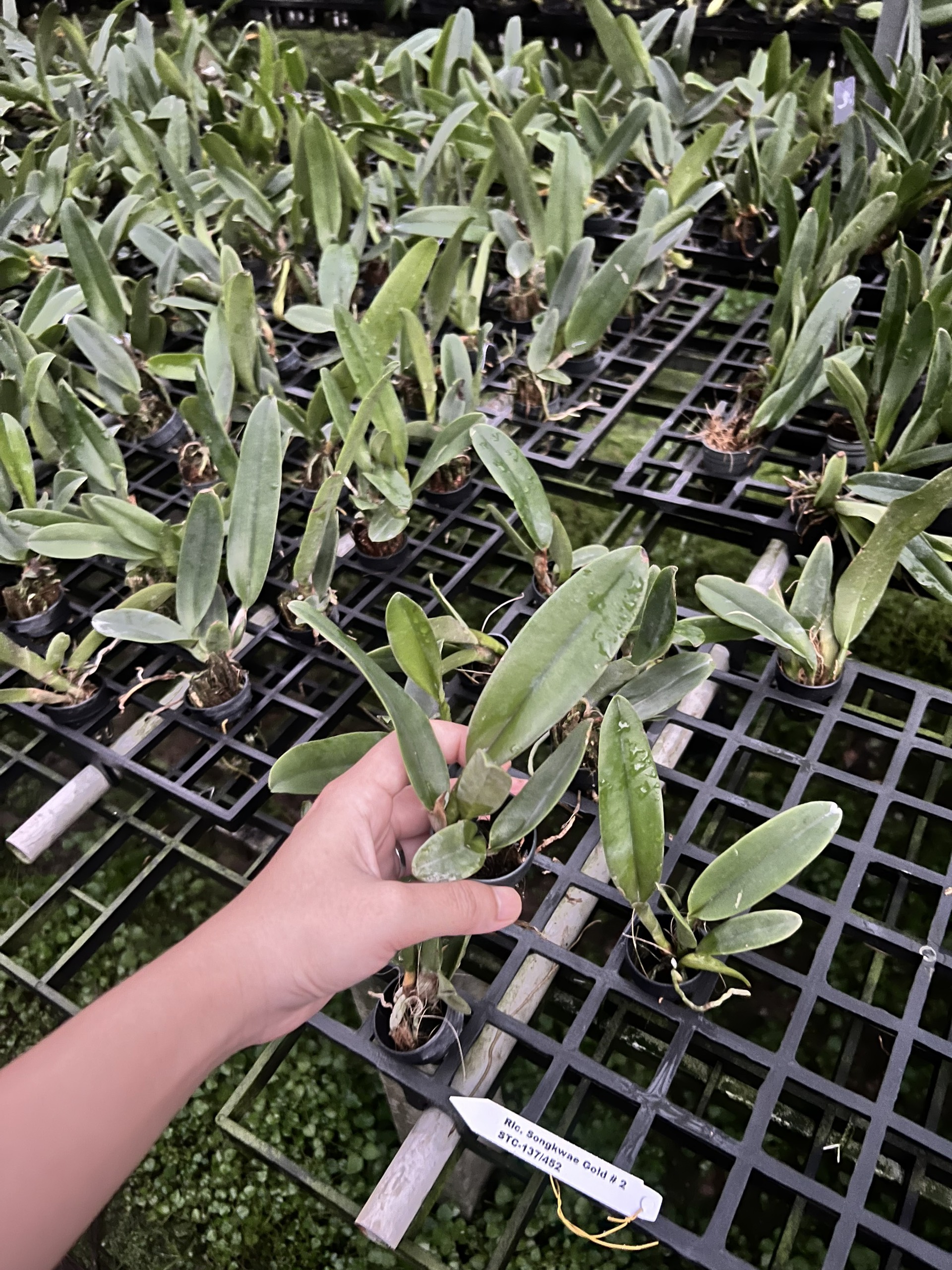 Lan Cattleya Cây Giống Nhiều Màu