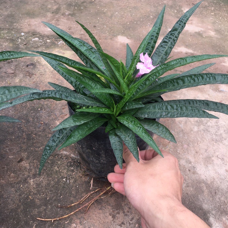 Hoa Dạ Yên Thảo Mexico (Hoa Thạch Thảo,Hoa Chiều Tím)