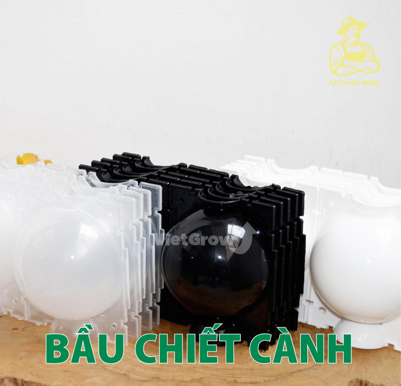 [HCM]Combo 5 Bầu chiết cành Croco - Size M (8cm), Màu Đen