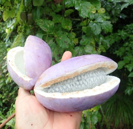 Hạt giống nho akebi nhật 12 hạt (Nội địa Trung)