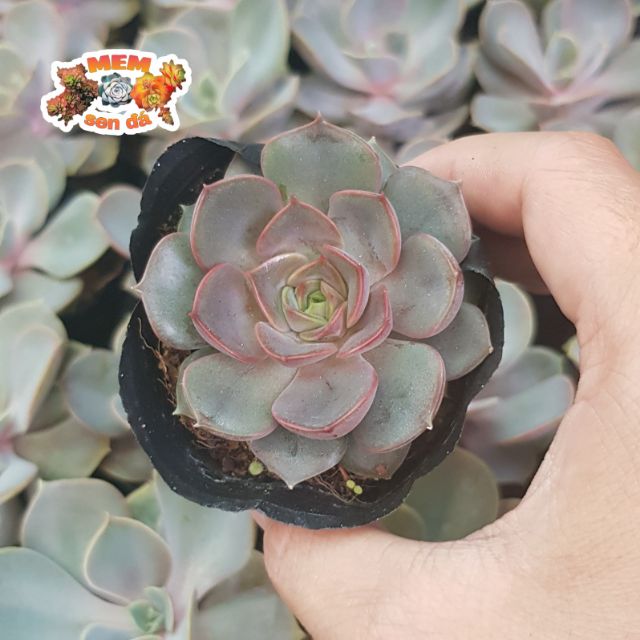 Sen đá hoa hồng xám