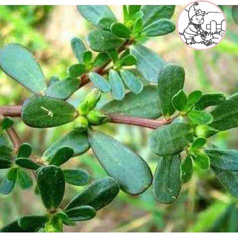 HẠT RAU SAM, RAU SAM - GÓI 2 GRAM