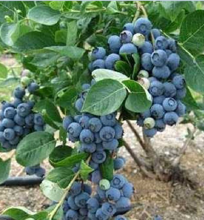 Combo 2 gói hạt giống việt quất ( 1 gói xanh + 1 gói đỏ + 1 gói kích thích hạt nảy mầm )[Seeds]