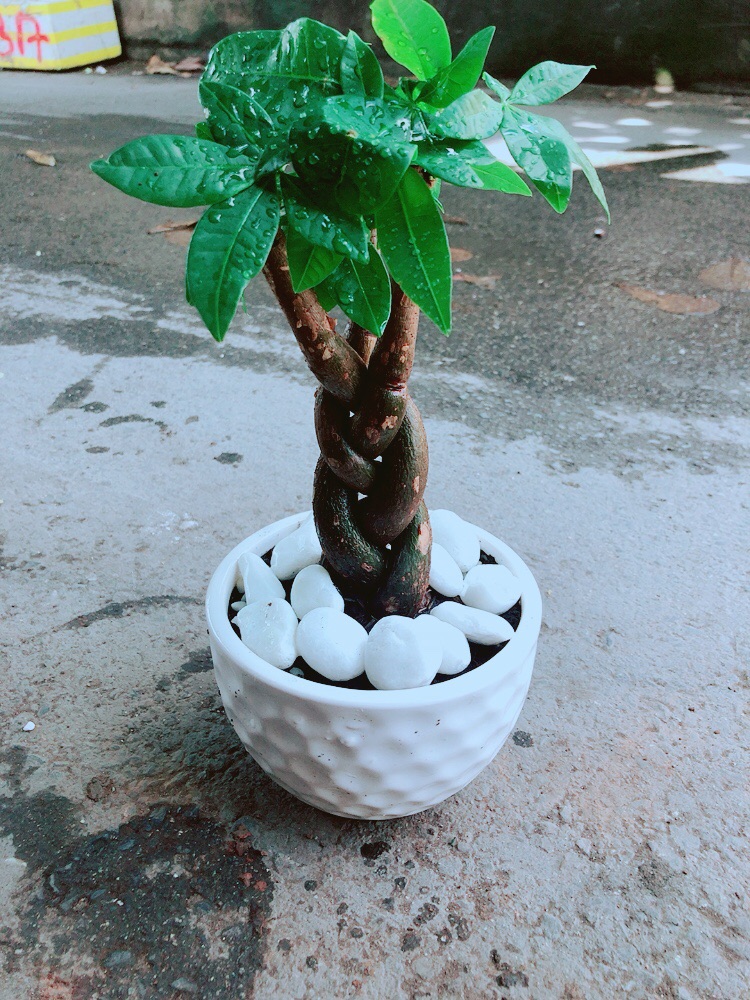 Chậu Kim Ngân Thắt Bính 3 Thân
