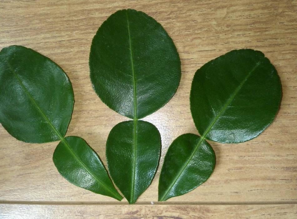 Cây Chanh Trúc ( Chanh Lá Số 8) - Chậu Rau Gia Vị