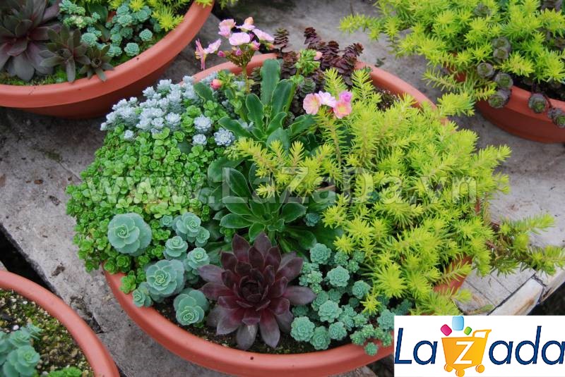 50h Hạt Giống Sen Đá Sedum Chịu Hạn Europe Mix (TLB2| -KD: B20*V42*M241)