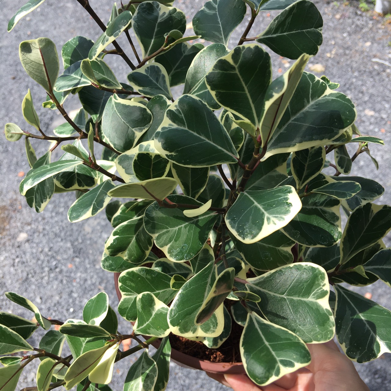Chậu cây Bàng Lá Tim Cẩm Thạch - Cây để bàn (Ficus deltoidea Jack f. Variegata)