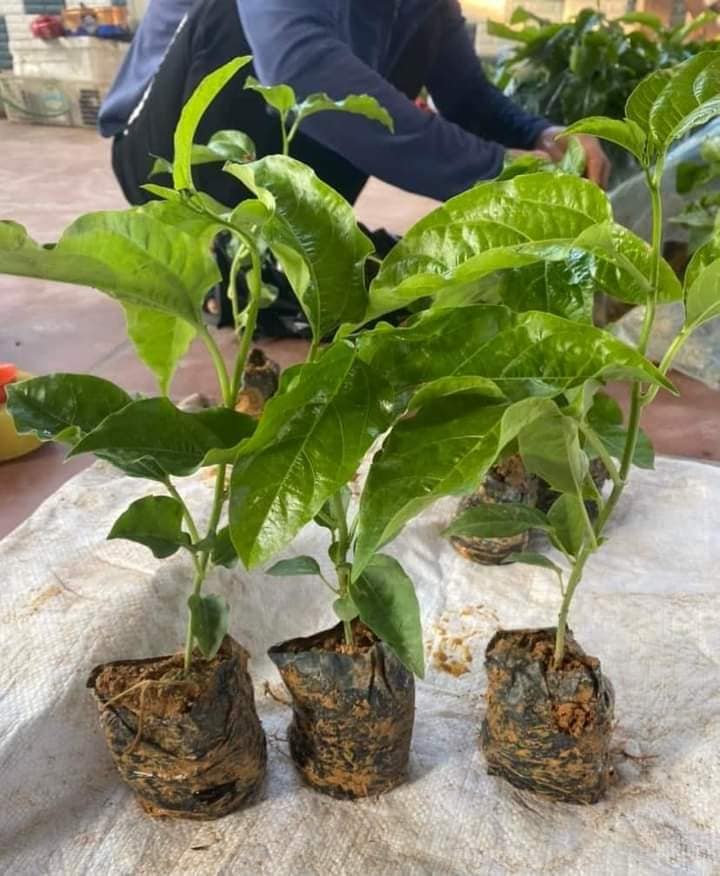 CÂY GIỐNG CHANH LEO NGỌT COLOMBIA