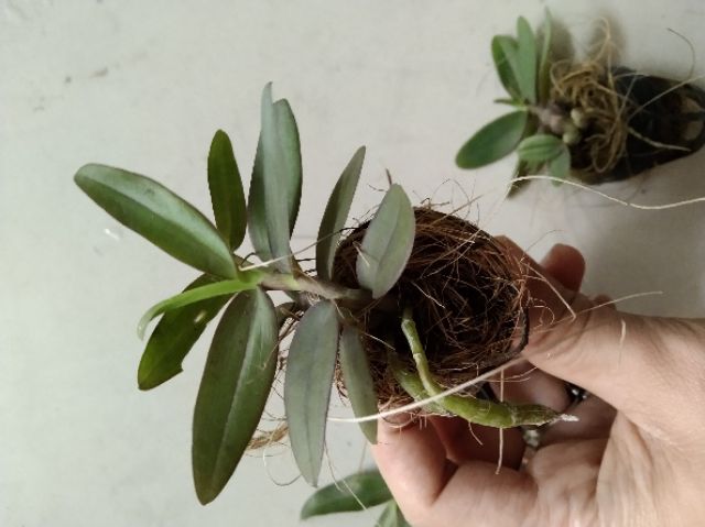 Phi điệp Châu Như gieo hạt