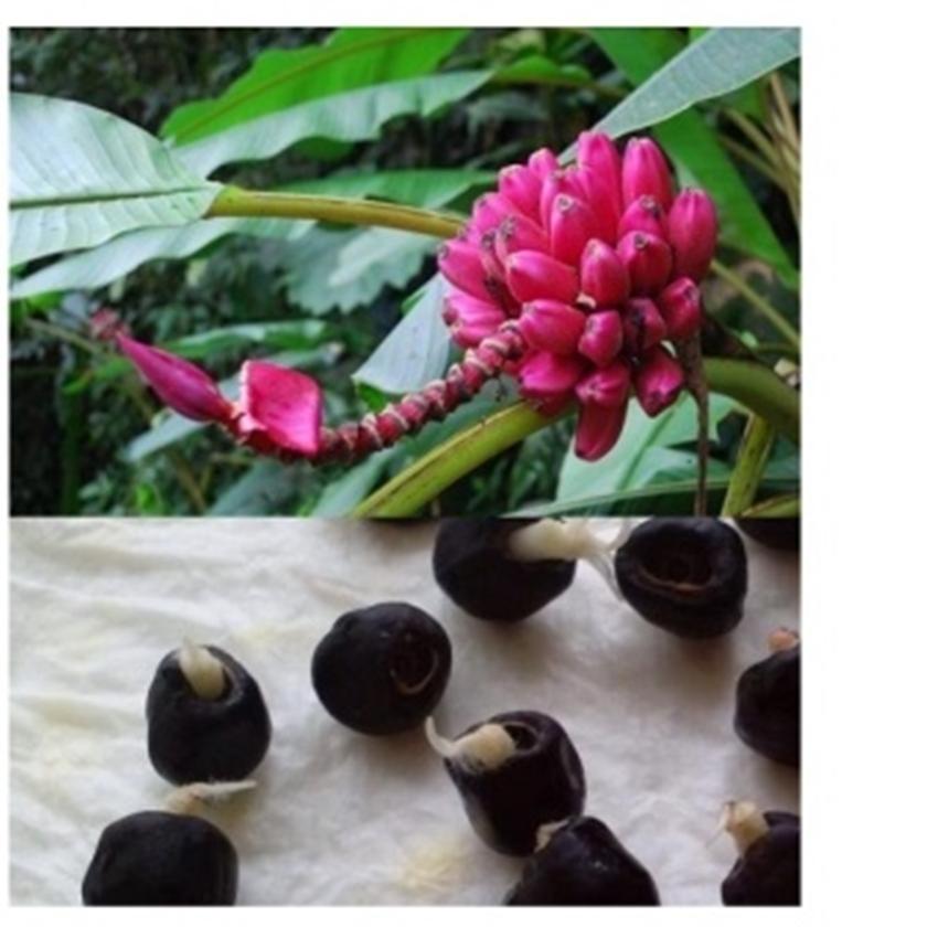 Hạt giống Chuối đỏ Dacca