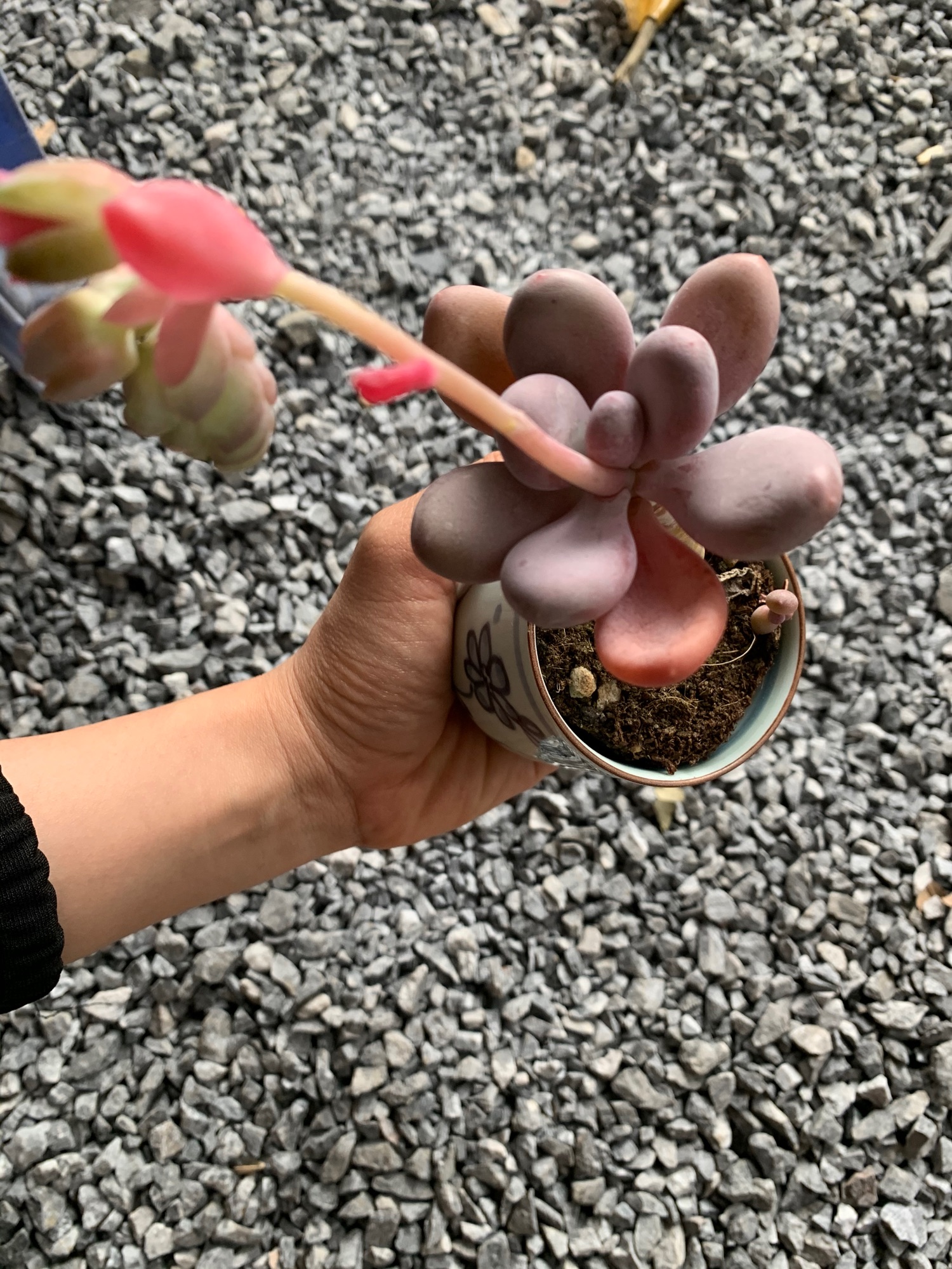 Sen sỏi hồng. Sỏi hồng. Sen đá mini. Sen thụ