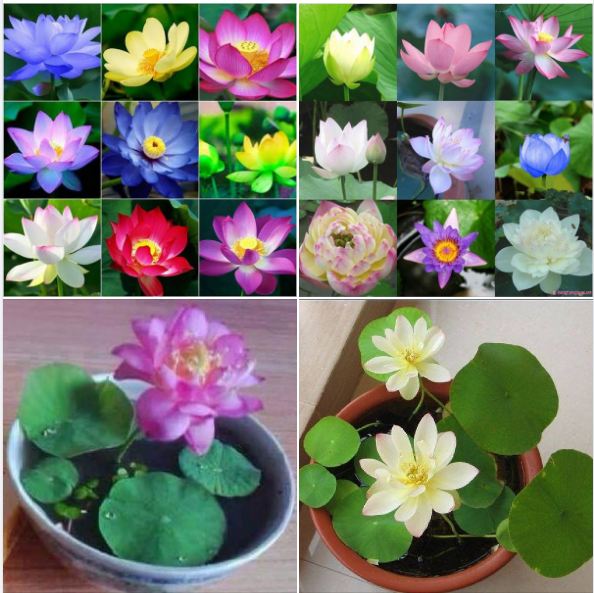 "Gói 5 Hạt " Hạt giống sen mini nhật mix màu ( 1 gói 5 hạt )