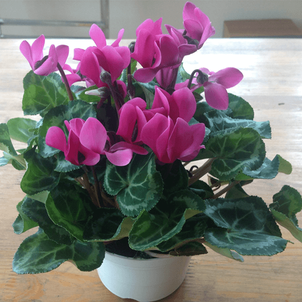 Cyclamen Seeds - High Quality Seeds