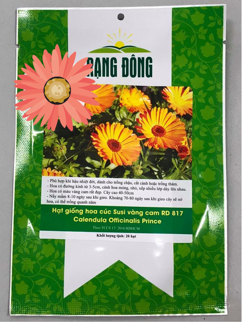 Hạt giống hoa cúc hoàng tử -cúc susi vàng cam Hà Lan