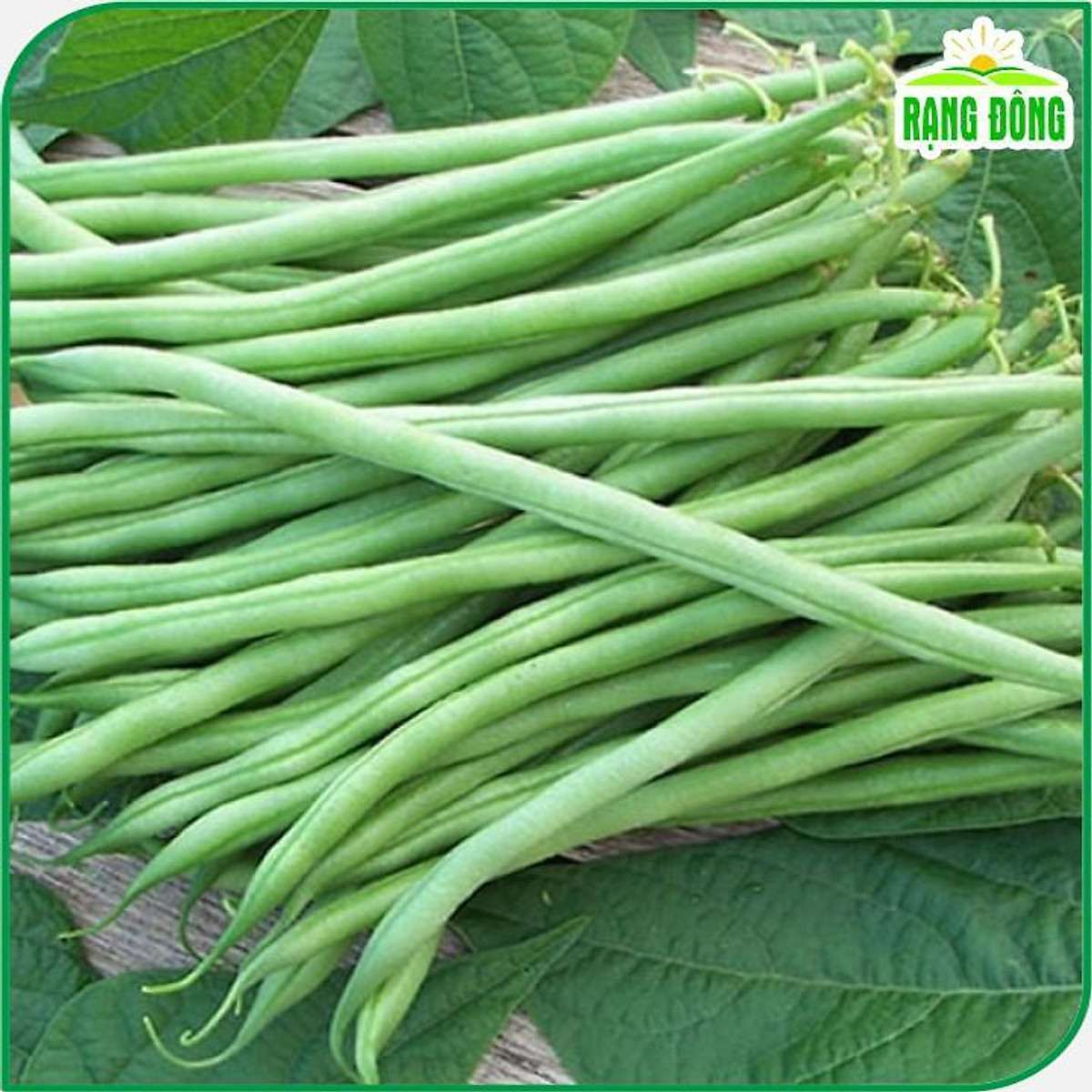 Hạt giống đậu cove lùn HN gói 20gr