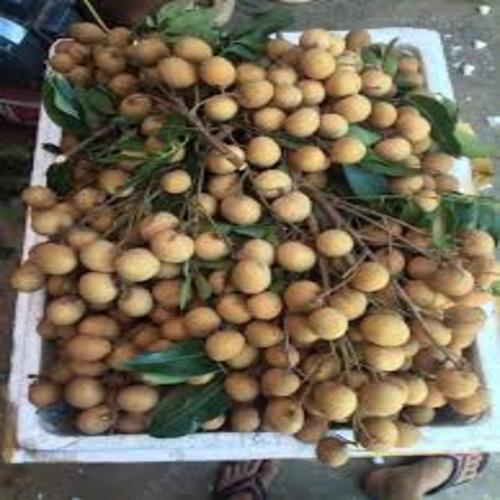 cây giống nhãn hạt lép thái lan - cây ăn quả
