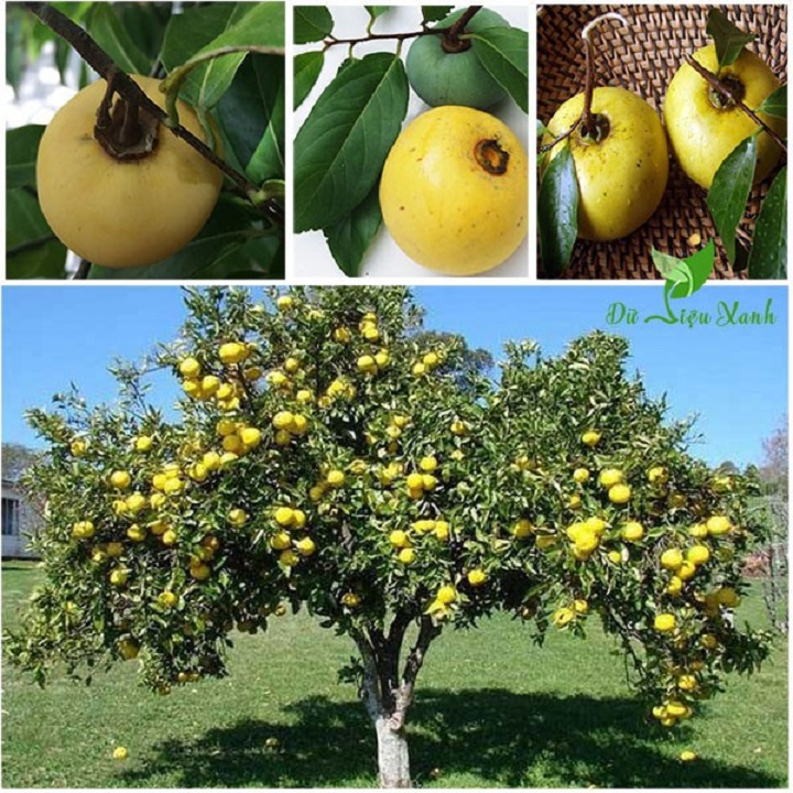 CÂY GIỐNG THỊ THƠM CÔ TẤM CỔ TÍCH