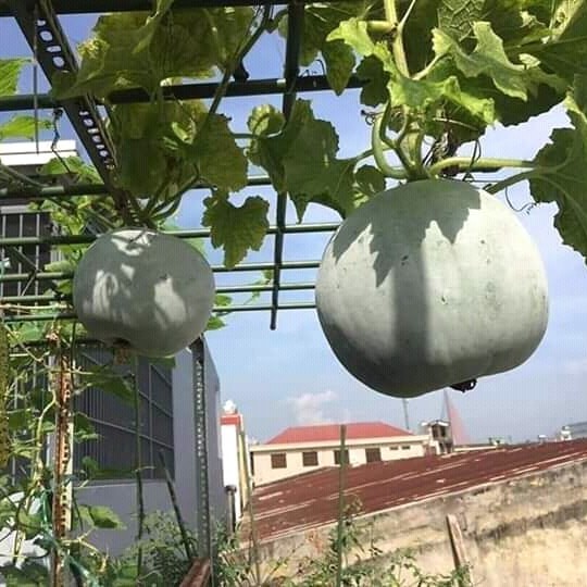 BÍ ĐAO HƯƠNG TRÒN THÁI LAN - 35 HẠT