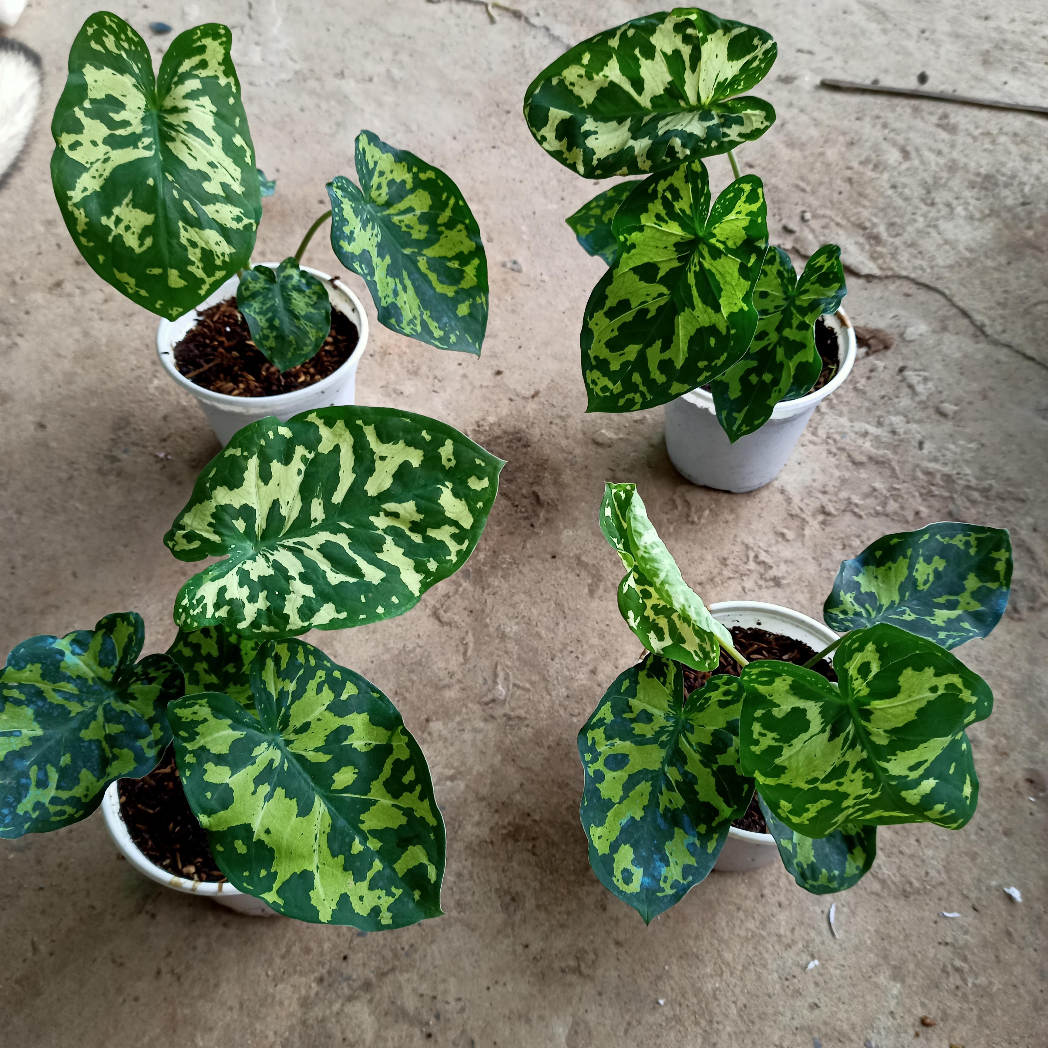 Chậu cây môn lính đặc công- Hilo beauty Caladium
