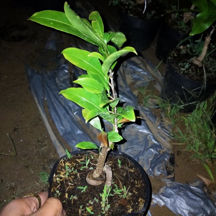 Mai GIỐNG Đại Lộc