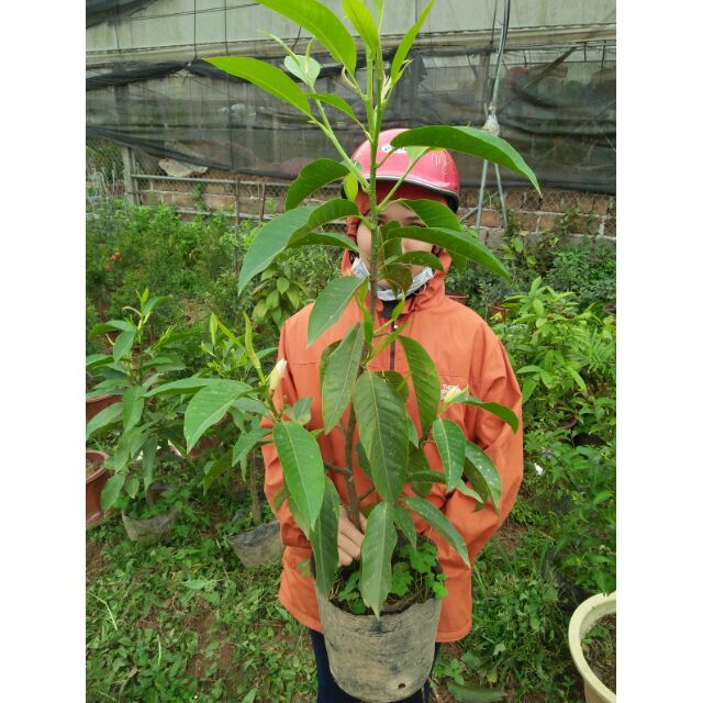 Cây hoa ngọc lan đang có hoa