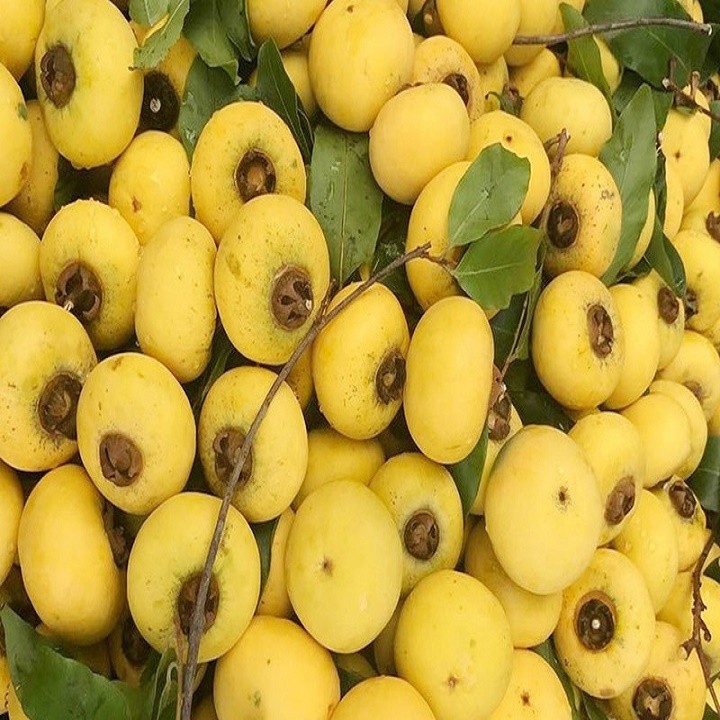Cây thị giống