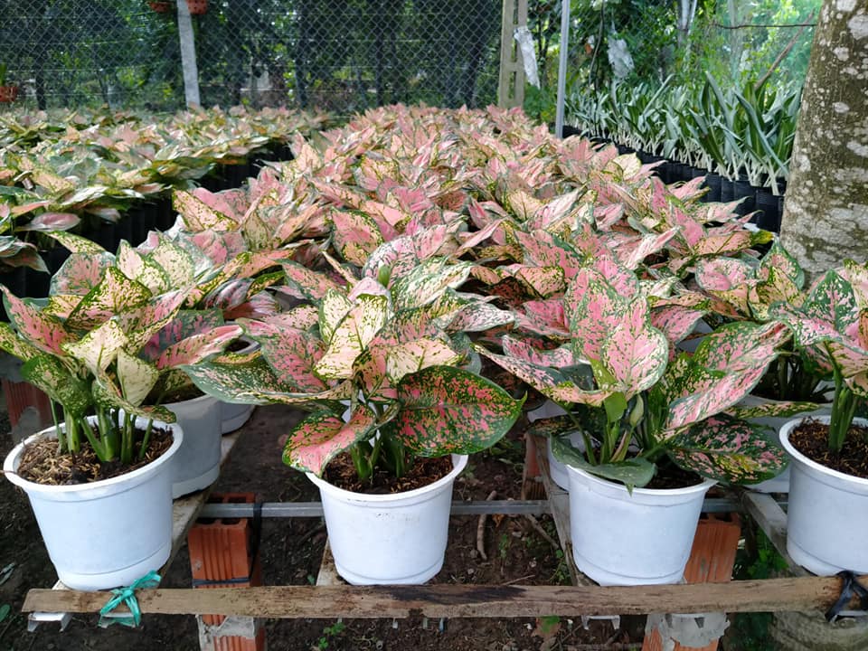 Cây Vạn Lộc 3 thân