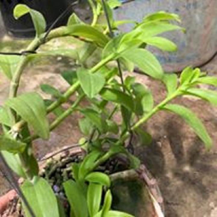 Farm Zone 295 Hoa lan 5ct phủ trì (vẻ đẹp quý phái của một bông hoa đột biến,cao 20cm)