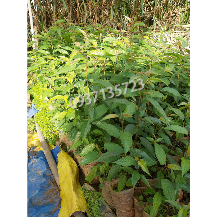 cây mai anh đào cây con [ cây giống ] .