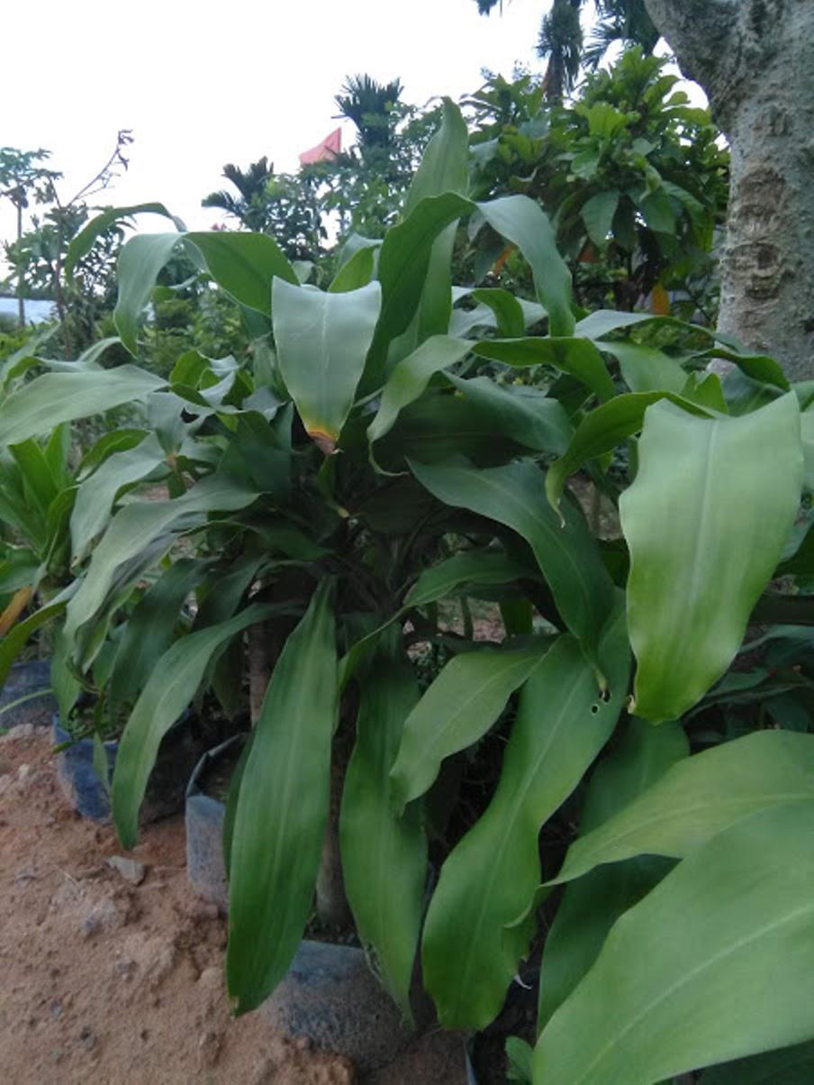 Thiết mộc lan - phát tài khúc