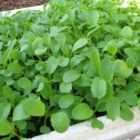 Hạt Giống Cải Bẹ Xanh Ăn Non (20gr)