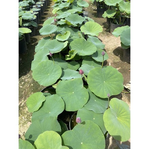 [Rẻ Vô Địch] Cây Giống Sen Đỏ Nguyên Bụi