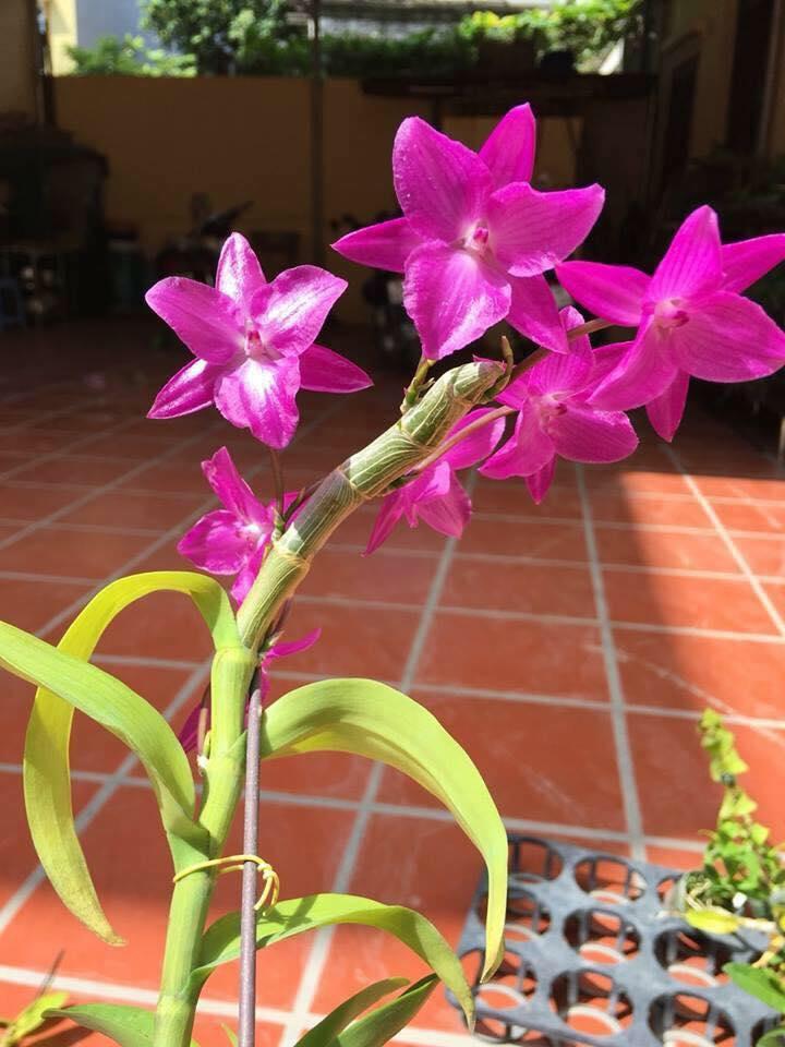 Kie trầm 6 cánh hàng đột biến giống,