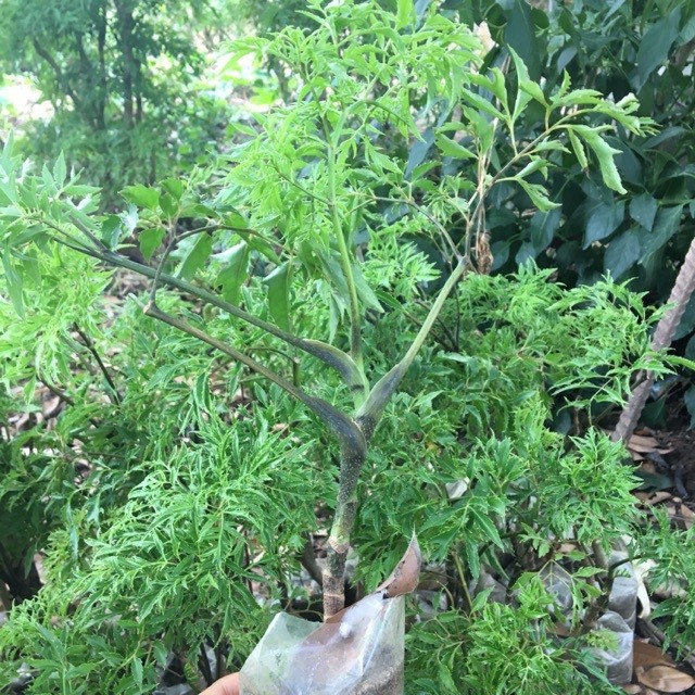 combo 3 Cây giống đinh lăng - 768