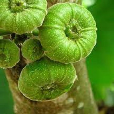 cây giống cây vả mật( cây ngõa mật)