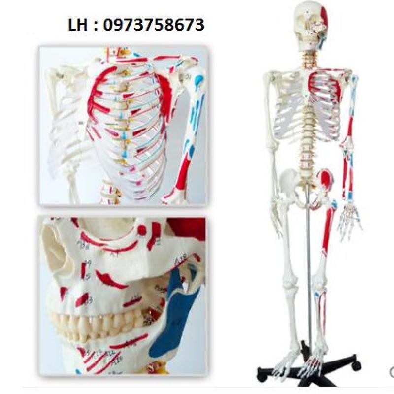 Mô hình xương cao 170cm có rễ thần kinh và dây chằng quanh khớp