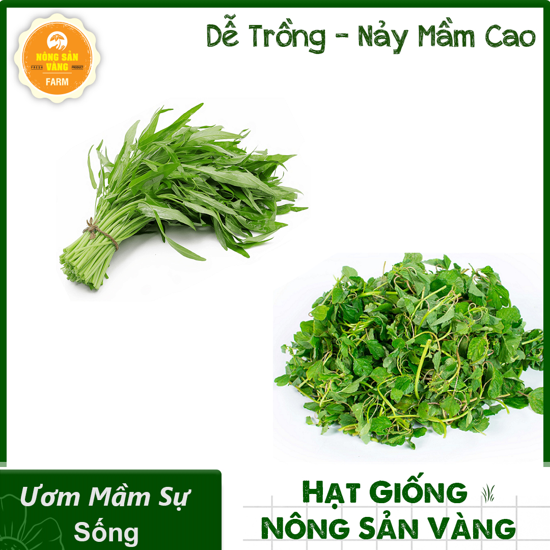 Combo 2 hạt giống rau dễ trồng, nảy mầm cao, giống rau không thể thiếu cho vườn rau nhà bạn - nông sản vàng