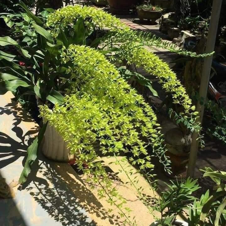 (1 chậu) Hoa lan vũ nữ hoàng hậu xanh - hoa thơm
