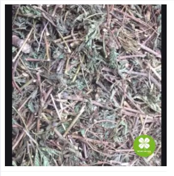 Cây xấu hổ (mắc cỡ) - 1kg khô DTX145
