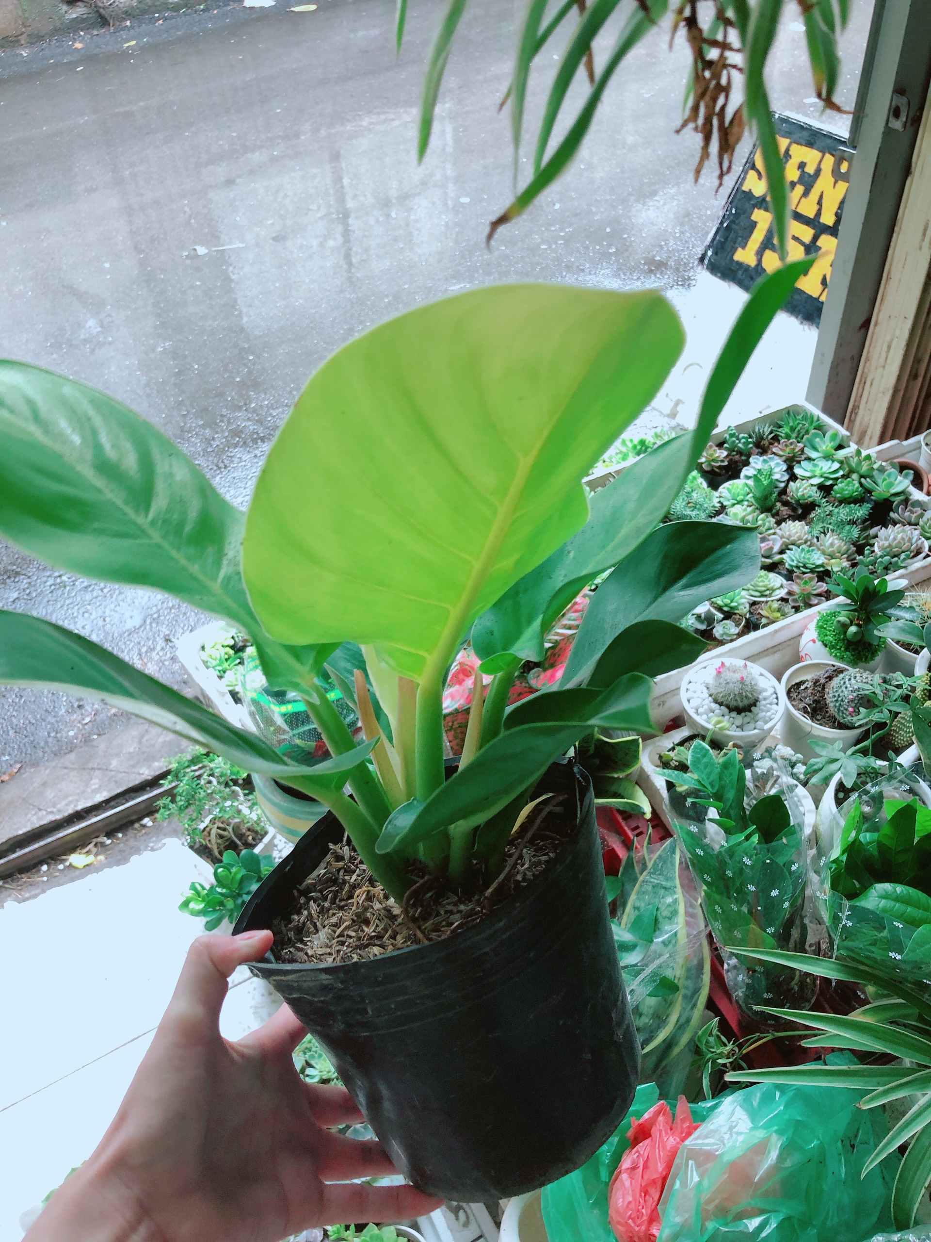 Trầu Bà Đế Vương Vàng