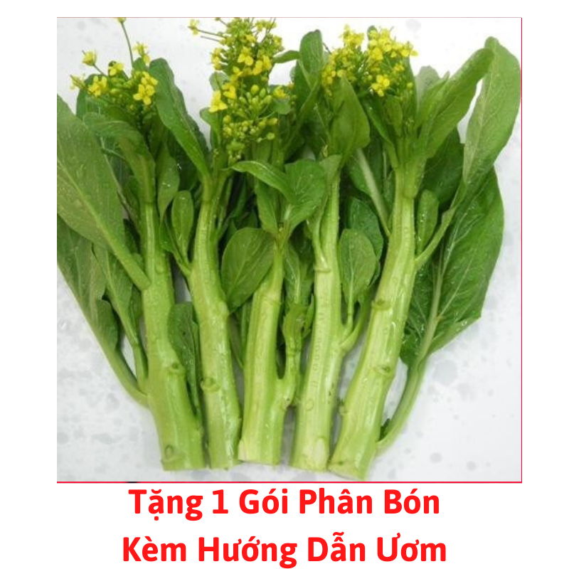 [Lấy mã giảm thêm 30%] Gói Hạt Giống Cải Làn Hoa Vàng