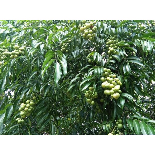 Cây mắc mật giống (cây khỏe, được kiểm tra cây)