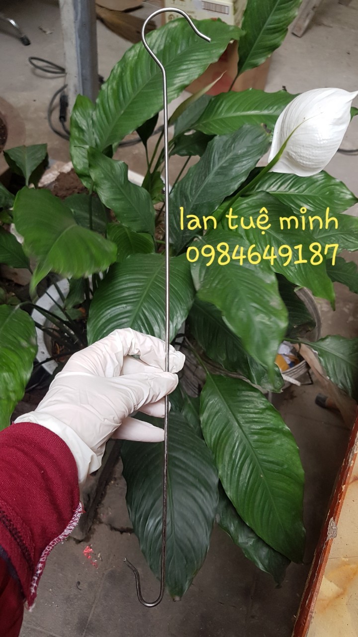 10 Móc Inox 2 đầu dài 45 cm để nối dài treo lan