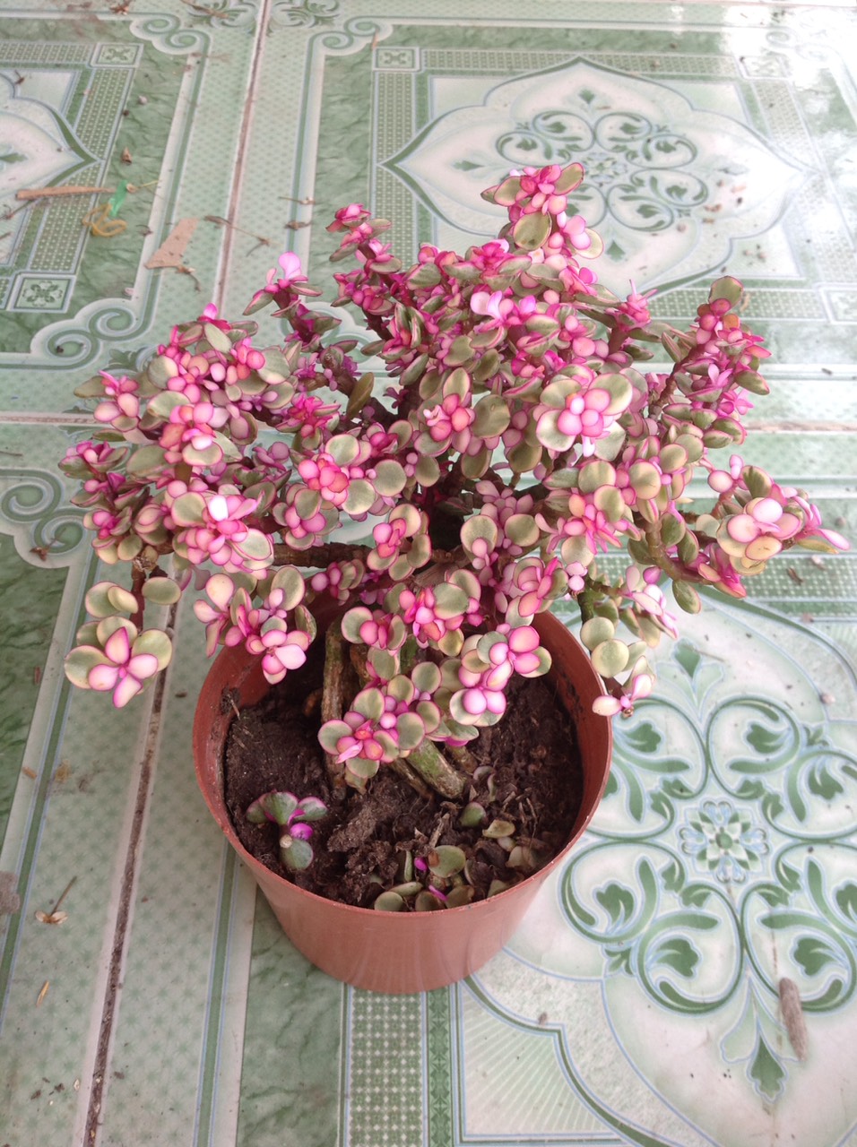 Cây Ngọc Bích (Đỏ) - Cây cảnh bonsai để bàn