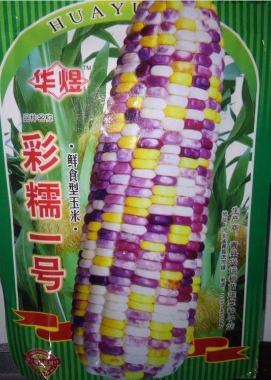 "Gói 30 Hạt " Hạt giống ngô nhiều màu ( ngô kim cương )