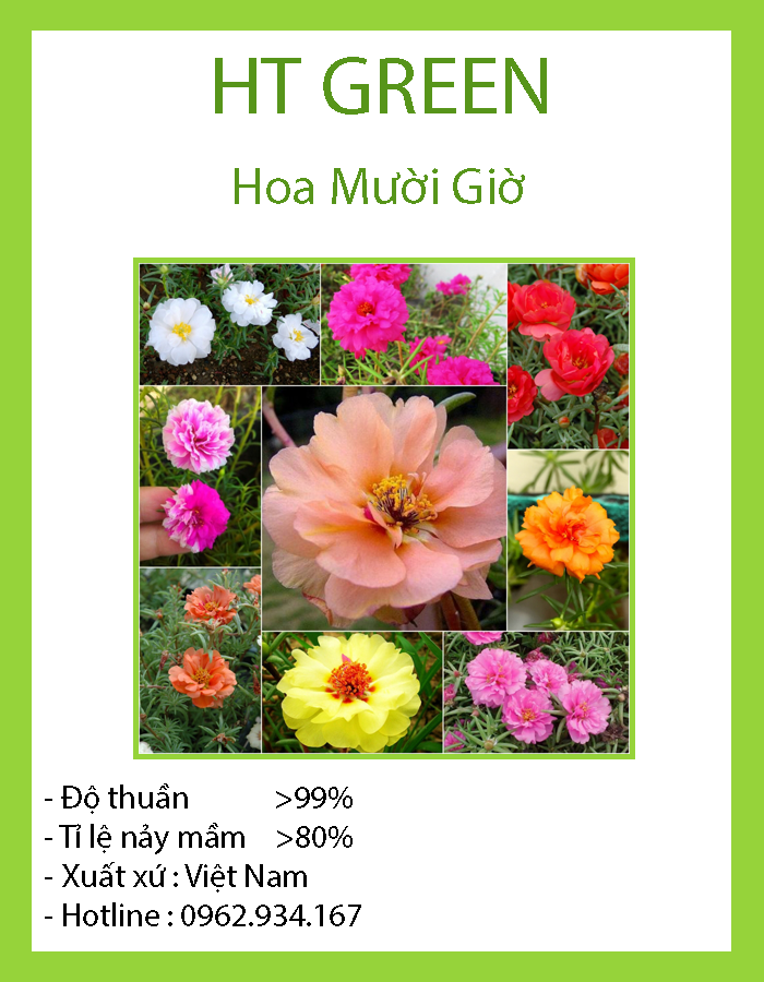 Hạt Giống Hoa Mười Giờ Gói 200 Hạt