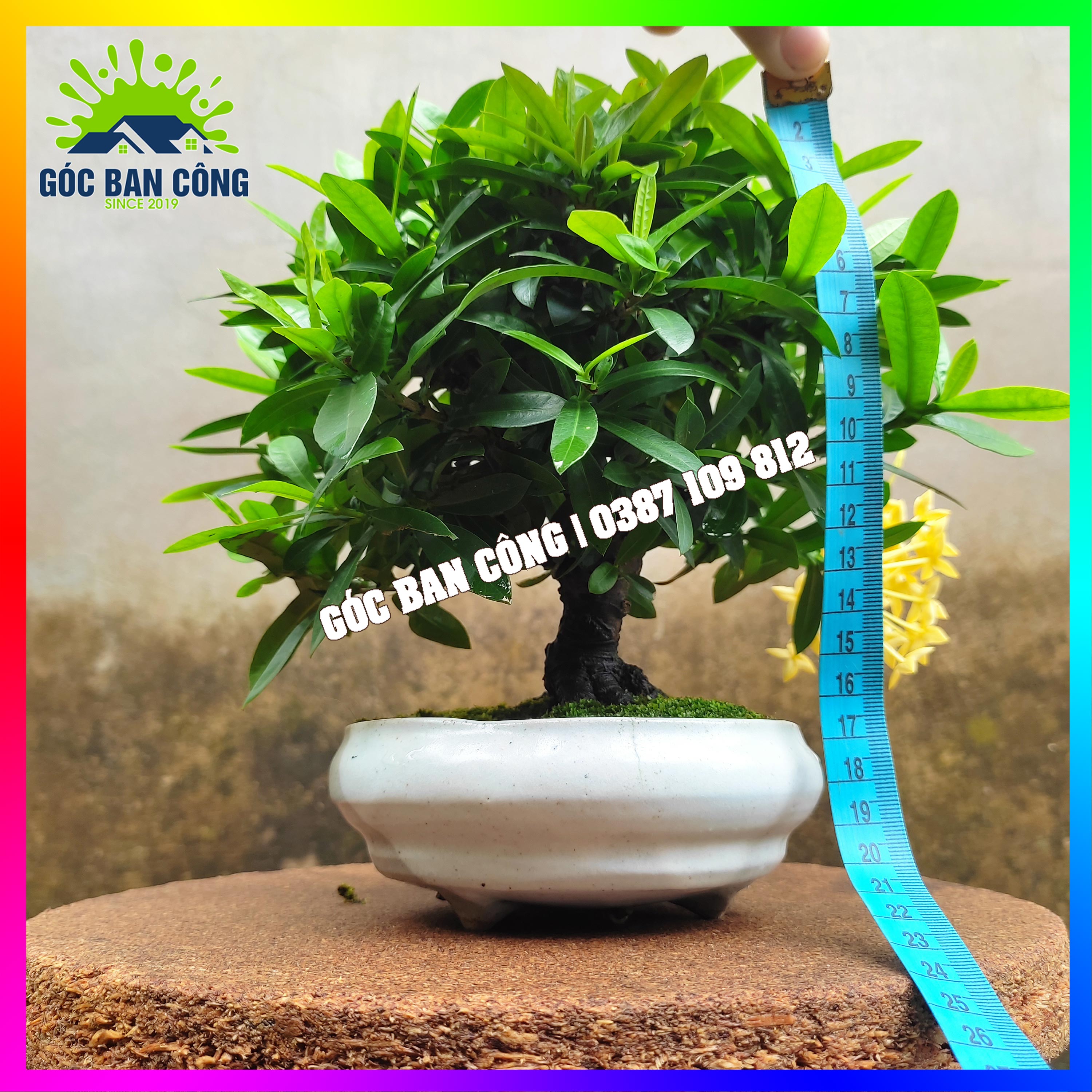 Cây Mẫu Đơn Trang Vàng Bonsai Mini