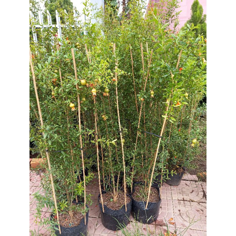 Cây lựu thái đang trái