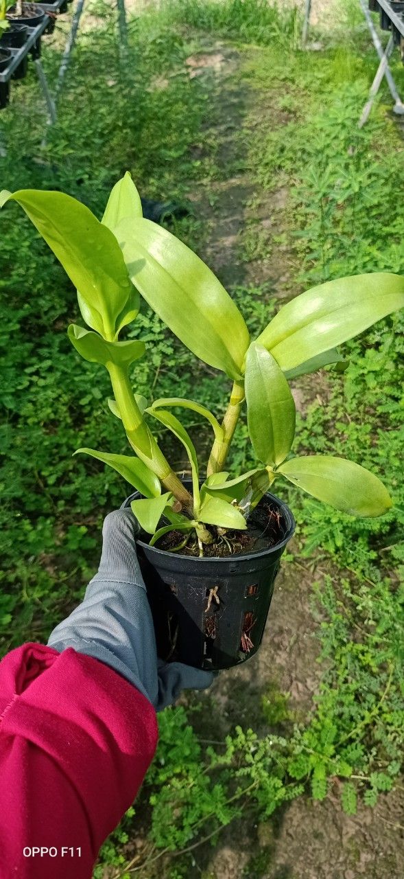 Hoa lan denro 3 lưỡi xanh 3 lưỡi tím