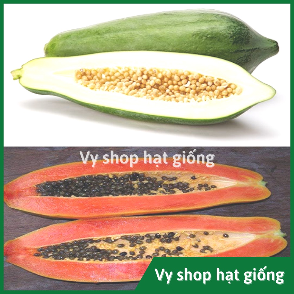 Hạt giống đu đủ quả dài Thái Lan gói 20 hạt